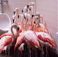 Fauna & Flora: flamingos