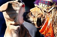 Fauna & Flora: Ky dog Fest