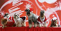 Fauna & Flora: PHILIPPINES CHRISTMAS DOGS