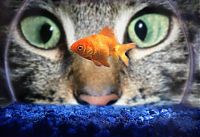Fauna & Flora: cat staring at goldfish