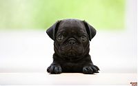 Fauna & Flora: black pug puppy