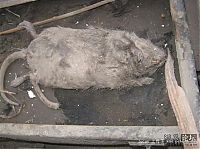Fauna & Flora: little dead rat