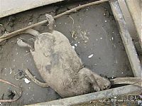 Fauna & Flora: little dead rat