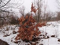 Fauna & Flora: how oak wakes up in spring