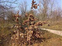 Fauna & Flora: how oak wakes up in spring