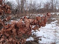 Fauna & Flora: how oak wakes up in spring