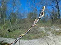 Fauna & Flora: how oak wakes up in spring