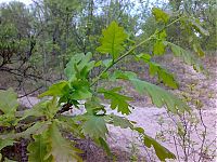 Fauna & Flora: how oak wakes up in spring