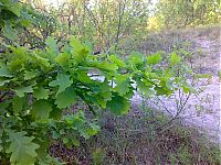 Fauna & Flora: how oak wakes up in spring