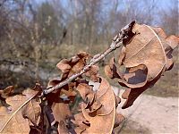 Fauna & Flora: how oak wakes up in spring