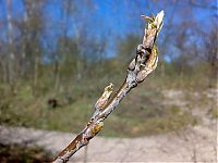 Fauna & Flora: how oak wakes up in spring