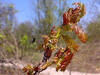 Fauna & Flora: how oak wakes up in spring