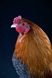 Fauna & Flora: chickens and roosters