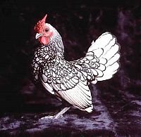 Fauna & Flora: chickens and roosters