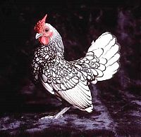 TopRq.com search results: chickens and roosters