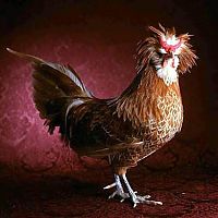 Fauna & Flora: chickens and roosters
