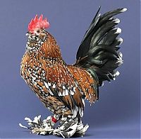 Fauna & Flora: chickens and roosters