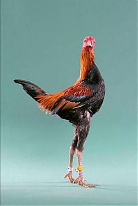 TopRq.com search results: chickens and roosters