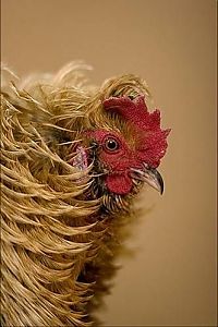 Fauna & Flora: chickens and roosters