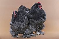 TopRq.com search results: chickens and roosters