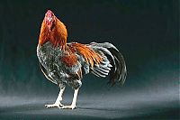 TopRq.com search results: chickens and roosters