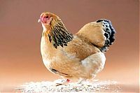 Fauna & Flora: chickens and roosters