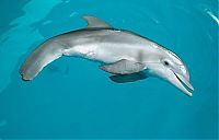 Fauna & Flora: Dolphin with an artificial tail