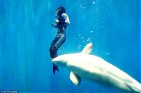 Fauna & Flora: dolphin saved the life