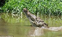 Fauna & Flora: take a better pic of crocodile