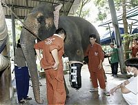 Fauna & Flora: elephant lost his leg on the bomb