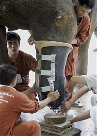 TopRq.com search results: elephant lost his leg on the bomb