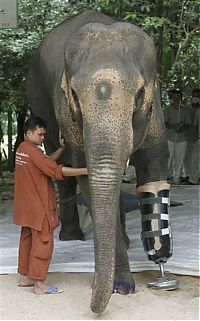 Fauna & Flora: elephant lost his leg on the bomb