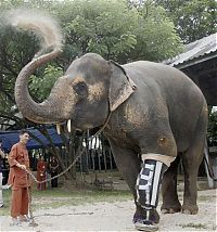 TopRq.com search results: elephant lost his leg on the bomb