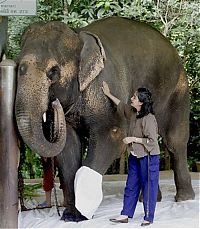 Fauna & Flora: elephant lost his leg on the bomb