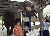 Fauna & Flora: elephant lost his leg on the bomb