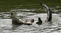 Fauna & Flora: Crocodile pet, Costa Rica