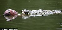 Fauna & Flora: Crocodile pet, Costa Rica