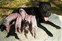 TopRq.com search results: dog mother with pigs