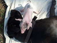 TopRq.com search results: dog mother with pigs