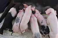 Fauna & Flora: dog mother with pigs