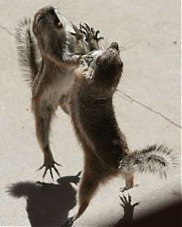 Fauna & Flora: squirrel fight