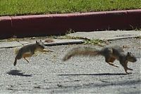 Fauna & Flora: squirrel fight