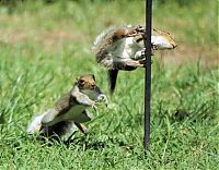 Fauna & Flora: squirrel fight