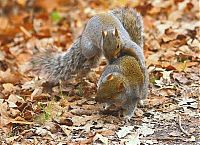 Fauna & Flora: squirrel fight