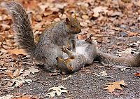 Fauna & Flora: squirrel fight
