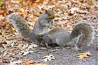 Fauna & Flora: squirrel fight