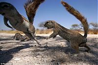 Fauna & Flora: squirrel fight