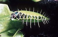 TopRq.com search results: carnivorous plant consuming insects