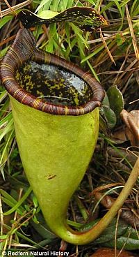 Fauna & Flora: carnivorous plant consuming insects