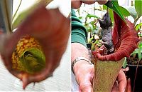 Fauna & Flora: carnivorous plant consuming insects